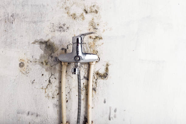 Best Mold Removal Company Near Me  in Legend Lake, WI
