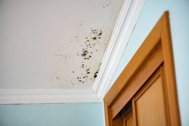 Best Crawl Space Mold Removal  in Legend Lake, WI