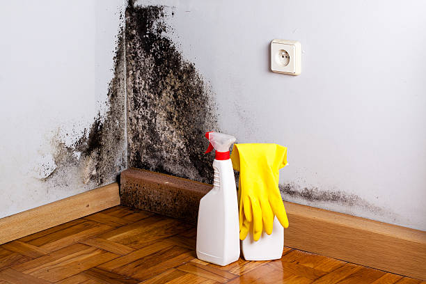 Best Toxic Mold Removal  in Legend Lake, WI