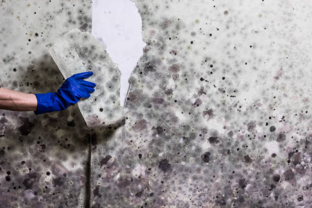 Best Residential Mold Removal  in Legend Lake, WI