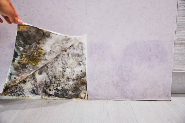 Best Mold Cleaning Services  in Legend Lake, WI